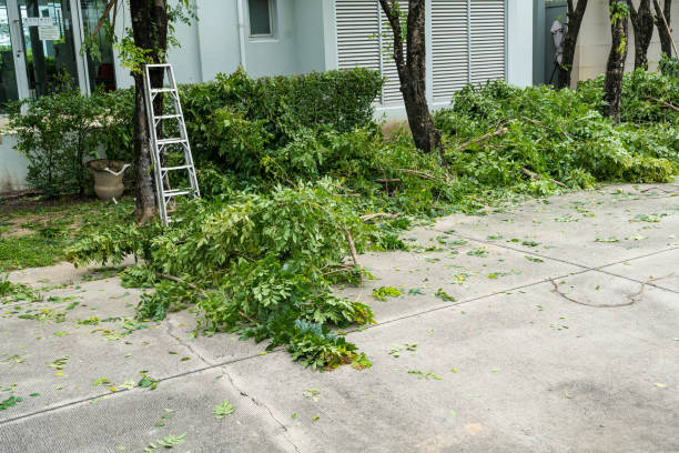 How Our Tree Care Process Works  in  Lincoln, MT