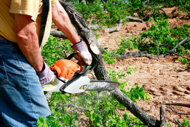 Lawn Renovation and Restoration in Lincoln, MT